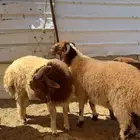 بهم نعيم طيب