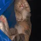 قطه للتبني وطالبه تزاوج