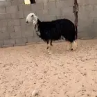 ضان نجد