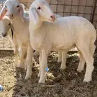 خرفان تربية