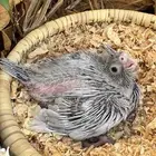 كروان ايميرالد عشاق الطفرات ( تم البيع )