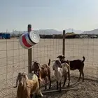 معزاء محايليه