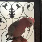 كوكاتو قالا