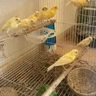 فراخة كناري