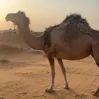 ناقه اصيل للبيع