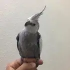 كروان هولندي ذكر للبيع او البدل