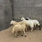 رخال