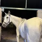 فرس شعبيه شيخه وشرط