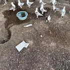 حمام حب رمان للبيع