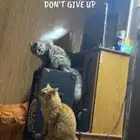 قطط