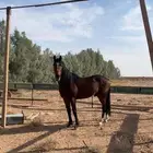 حصان انقليزي شعبي عمره اربع سنوات للبدل