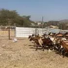 معزاء دهم 34 راس حد بيع 285ريال