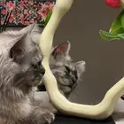 قطه للتبني