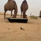 حمر ساحالية