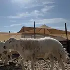 فحل حري صنف الصنف ( تم البيع )