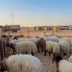 خرفان نعيم بلدي جبر العدد 33 ( بريدة)