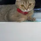 سكوتش ستريت معقمه عمرها سنه وسبعه شهور للبيع