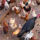 دجاج وديكة بلدي للبيع