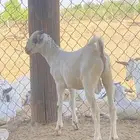 اثنين تيوس مشاريع