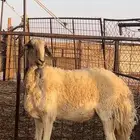 شاه حريه حايل