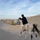 حصان شعبي