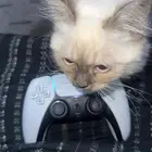 قطة همالايا ذكر