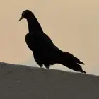 طبع رامبوري توب