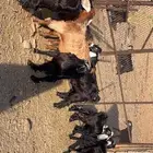 تيوس