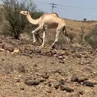 بكره