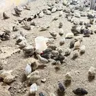 سمان لاحم تم البيع