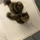 قطط