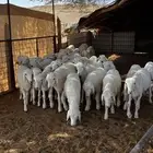 بهم حريات العمر 3 شهور