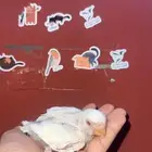 روز البينوا