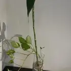 ساق البامبو مع الفازه
