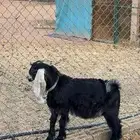 تبوس