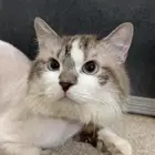 للتبني قط ذكر