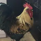دجاج الماران للبيع جده