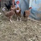 فروخ عاري الرقبه