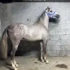 للبيع مهرر كفوو