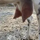 معزا حليب