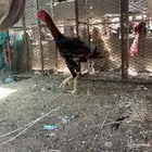 تم البيع