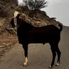 تيس فحل بنجابي