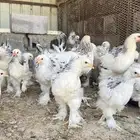 براهمه