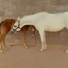 فرس شعبيه تنافس الواهو