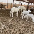 ابو علاء لجميع انواع الذبايح محلي ومستورد