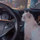 قط ذكر للتبني العاجل