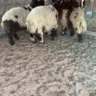 4 طليان نعيم جبر