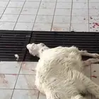 ذبايح