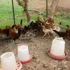 دجاج بلدي العدد 44