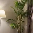اشجار داخلية